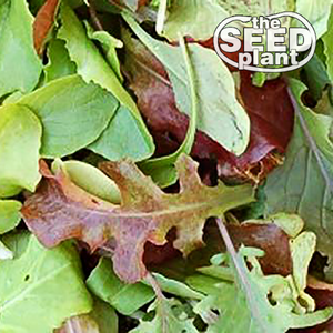 Mixed Greens Seeds - Spicy Mesclun Mix