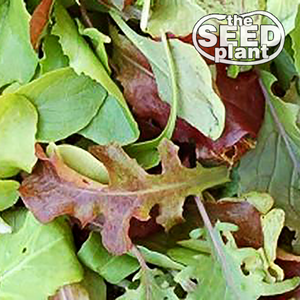 planting mesclun lettuce seeds Mesclun Mix Lettuce – The Seed Plant
