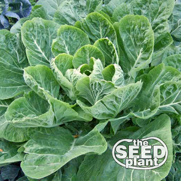 Morris Heading Collard Green