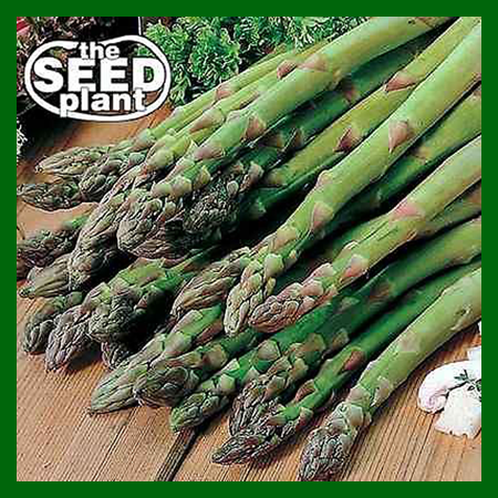 Mary Washington Asparagus