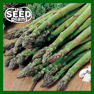 Mary Washington Asparagus