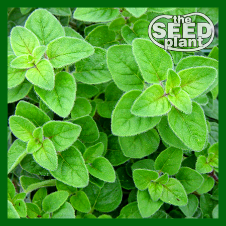 Oregano