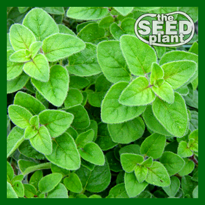Oregano