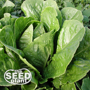 Parris Island Romaine Lettuce