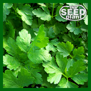 Plain Italian Parsley