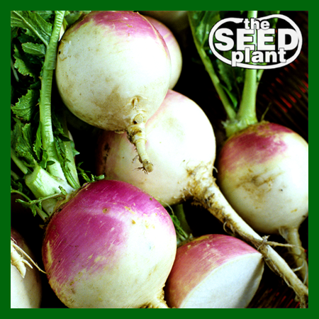 Purple Top White Globe Turnip