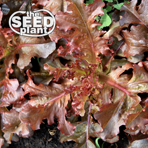 Red Salad Bowl Lettuce