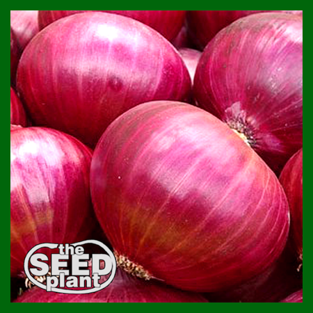 Red Creole Onion