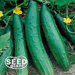 Sweet Burpless Cucumber