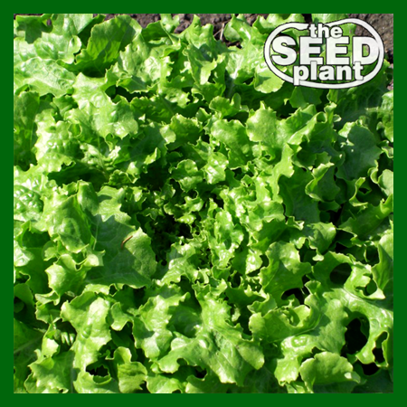 Salad Bowl Lettuce