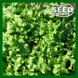 Salad Bowl Lettuce