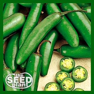 Serrano Chili Pepper