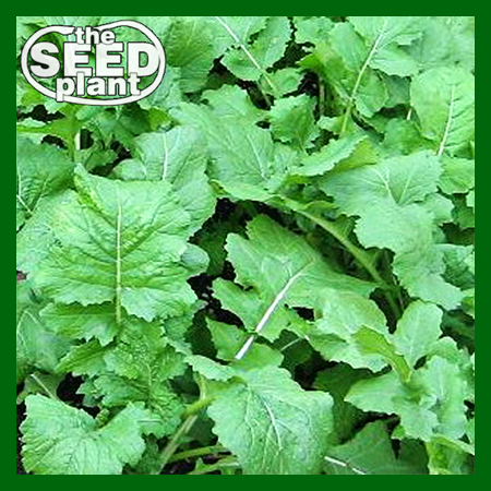 turnip greens seed planting Seven Top Turnip – The Seed Plant