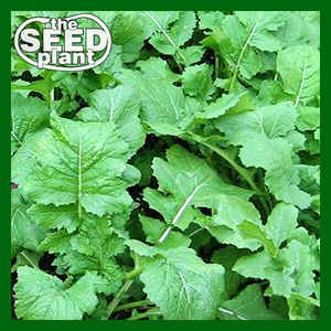 turnip green plant from seeds Seven Top Turnip – The Seed Plant