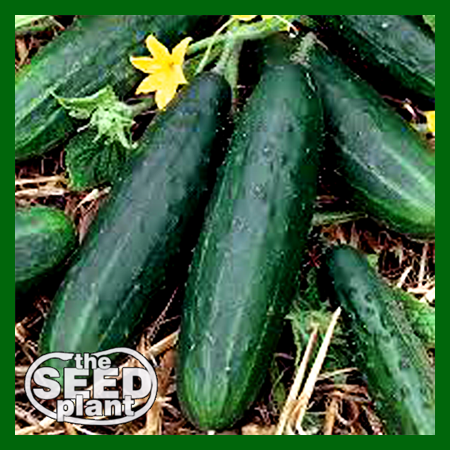 Spacemaster 80 Cucumber