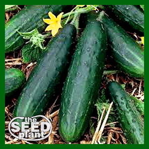 Spacemaster 80 Cucumber