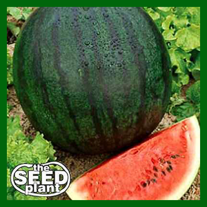 Sugar Baby Watermelon