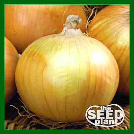 Texas Grano 502 Onion