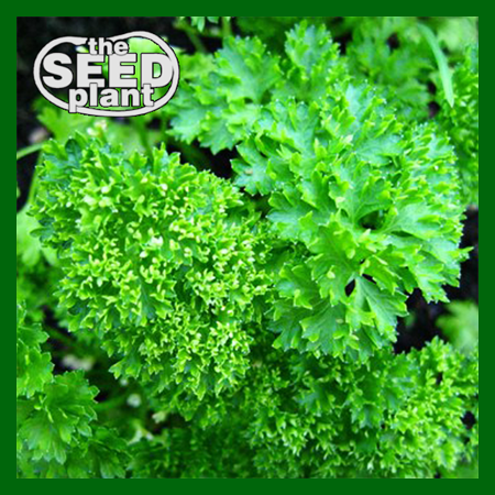 Triple Curled Parsley