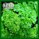 Triple Curled Parsley