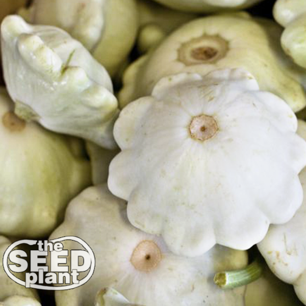 Early White Bush Scallop Squash