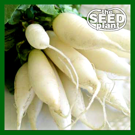 White Icicle Radish