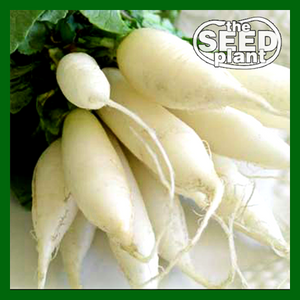 White Icicle Radish